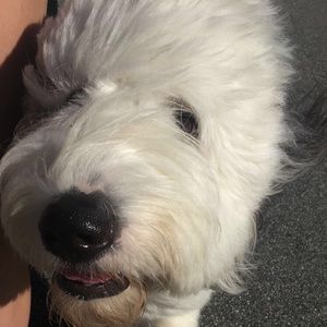 Meet your Posher, Anna